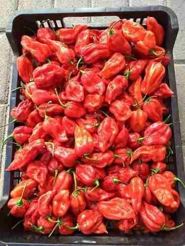 Fresh Bhuj Jolokia
